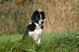 BORDER COLLIE 1368